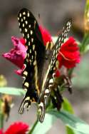 Palamedes Swallowtail Butterfly