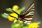 Zebra Swallowtail Butterfly