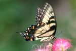 Eastern Tiger Swallowtail Butterfly