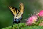 Eastern Tiger Swallowtail Butterfly