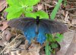 Pipevine Swallowtail Butterfly