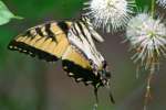 Eastern Tiger Swallowtail Butterfly