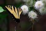 Eastern Tiger Swallowtail Butterfly