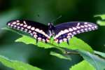 Black Swallowtail Butterfly