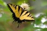 Eastern Tiger Swallowtail Butterfly