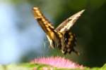 Giant Swallowtail Butterfly