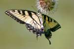 Eastern Tiger Swallowtail Butterfly