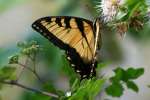 Eastern Tiger Swallowtail Butterfly