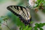 Eastern Tiger Swallowtail Butterfly