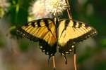 Eastern Tiger Swallowtail Butterfly