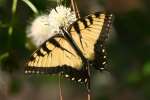 Eastern Tiger Swallowtail Butterfly