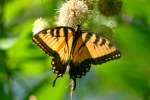 Eastern Tiger Swallowtail Butterfly