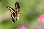 GiantSwallowtail Butterfly