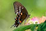 Spicebush Swallowtail Butterfly