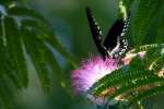 Spicebush Swallowtail Butterfly