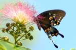 Spicebush Swallowtail Butterfly