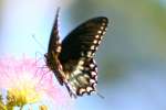 Spicebush Swallowtail Butterfly