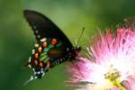 Pipevine Swallowtail Butterfly