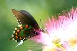 Pipevine Swallowtail Butterfly