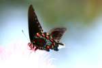 Pipevine Swallowtail Butterfly