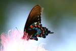 Pipevine Swallowtail Butterfly