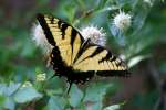 Eastern Tiger Swallowtail Butterfly