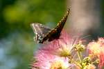 Black Swallowtail Butterfly