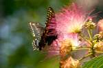 Black Swallowtail Butterfly