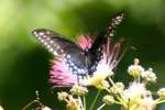 Black Swallowtail Butterfly