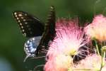 Black Swallowtail Butterfly