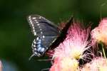 Black Swallowtail Butterfly