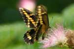 Giant Swallowtail Butterfly