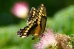 Giant Swallowtail Butterfly