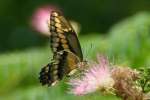 Giant Swallowtail Butterfly