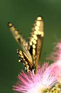 Giant Swallowtail Butterfly