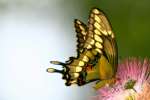 Giant Swallowtail Butterfly