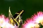 Giant Swallowtail Butterfly