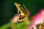 Giant Swallowtail Butterfly