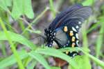 Pipevine Swallowtail Butterfly