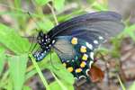 Pipevine Swallowtail Butterfly