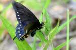 Pipevine Swallowtail Butterfly