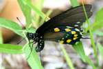 Pipevine Swallowtail Butterfly