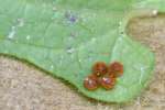 Pipevine Swallowtail Butterfly