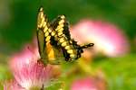 Giant Swallowtail Butterfly