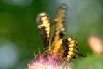 Giant Swallowtail Butterfly