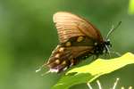 Pipevine Swallowtail Butterfly