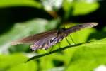 Pipevine Swallowtail Butterfly