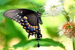 Spicebush Swallowtail Butterfly