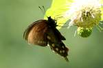 Pipevine Swallowtail Butterfly