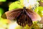 Pipevine Swallowtail Butterfly